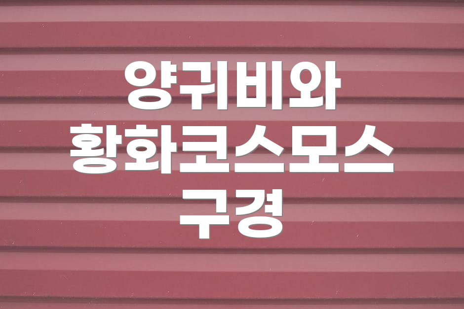 양귀비와 황화코스모스 구경